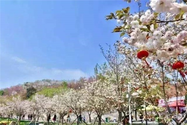 長沙潯龍河櫻花谷、田漢文化園一日游