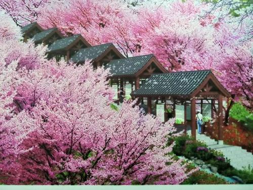 長(zhǎng)沙潯龍河櫻花谷、田漢文化園一日游