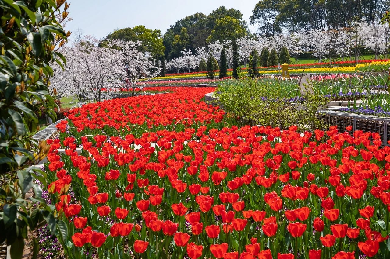 岳陽花語世界、汴河街一日游